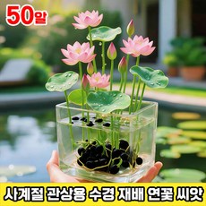 100/200 수련 연꽃 씨앗 관상용 수경 재배 연꽃 씨앗 미니수련 씨앗 수경재배 미니 그릇 행운 수반 연꽃 씨앗 사계절 꽃핀다 수경식물 실내식물, 50개
