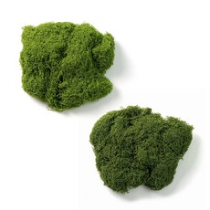 에버그린 테라모스 원예용 인조이끼 테라리움 재료, 1개, 01.30g, 진그린