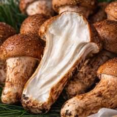 { 백화점납품농가 } 양양 참송이버섯 특품 제철 송이 참송이, 1박스, 500g (특상)