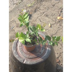 백화등 야생화 추위에 강한식물 반려식물 공기정화 에이피팩토리, 1개