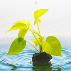 미미네아쿠아 베타침대 화산석 활착 - 형광스킨답서스, 1개