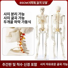 해부학적 인체 모형 뼈 모델 골격 미니 해골 교육용 4, 85cm 뼈 업그레이드