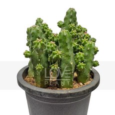 꽃사랑식물나라 단자미화각 선인장 귀여운 가시 없는 다육식물 실내 거실 화분 인테리어 반려식물