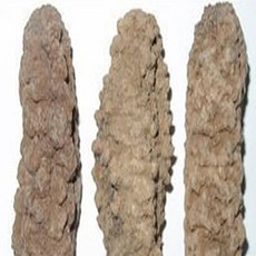 가격이 싼 건해삼 2마리 마리당 1000원대 요리용 별도판매 큰건해삼 한국 즉석조리가능 반건조해삼 한국건해삼가루 선택가능, 2개, 싼건해삼