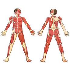 근육 명칭 역할 학습용 모형 1인용 사람모형 실험용품 집콕놀이 방과후수업교구 인체, 1개