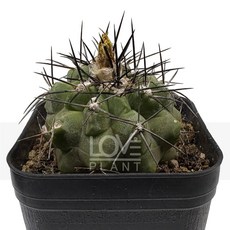 [꽃사랑식물나라] 코피아포아몬타나 강한가시 선인장 돌기 식물키우기 플랜테리어 소품