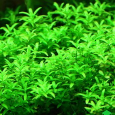 [수초대장] 펄그라스 (10촉) 중후경수초