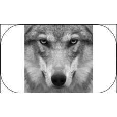 貓頭鷹造型滑雪鏡收納盒，柔軟保護輕巧便攜，雪地時尚配件, NO.38, 1個