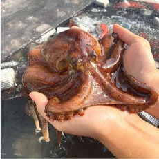 남해 돌문어 제수용 숙회 용 활 문어, 1개, 1kg내외(2-4마리)