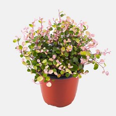 갑조네 핑크트리안 식물 화분 모종 핑크브리즈 희귀식물 수경재배식물