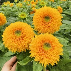 호환 셀피 잉크 CP90 CP000 인화지 CP300 카트리지 CP00, 1개, AA. 테디베어 해바라기 500g