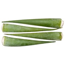 초등과학 단면 식물관찰 한살이 알로에잎 4P/ 과학DIY 어린이과학 엄마표과학, 1세트