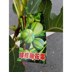 霏霏園藝 無花果盆栽, 1個