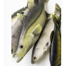 仿真魚飾品, 高仿淡水魚海魚多寶魚草魚鰱魚 仿真假魚肉櫃裝飾品