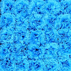 비누꽃 카네이션 파랑색 50송이 1박스 꽃대미포함, 1개