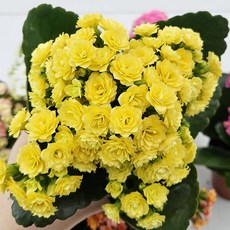 키우기 쉬운 꽃 카랑코에&칼란디바 [색상선택+받침포함] 꽃 다육이 키우기쉬운식물, 1개, 칼란디바(겹꽃)-노랑