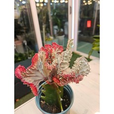 팅커벨 유포르비아, 1개