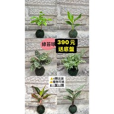 霏霏園藝苔球 隨機花色 療癒系盆栽 DIY綠植