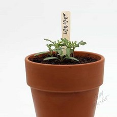 방울토마토 씨앗 화분 만들기 키트 씨드스푼 홈가드닝 원예 수업 방울토마토키우기
