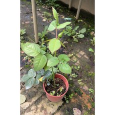 咖啡時光玫瑰 四季開花多花, 四吋盆