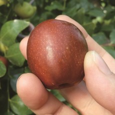 대추나무 묘목 접목 1년생, 왕대추(다왕자오), 중묘, 1개