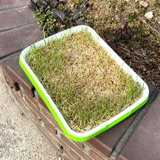 식물재배기 새싹 씨앗 트레이 채소재배기 plu+8633iZ