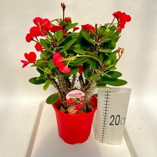 썬샤인 꽃기린 중품 꽃 다육이 플랜테리어 선인장 다이노플라워, 1개, 레드