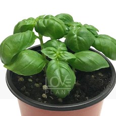 꽃사랑식물나라 스위트바질 허브화분 10cm 소품 바질키우기 향기허브 식물, 1개
