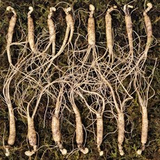 아리아리산삼 6년근 10뿌리 15뿌리 20뿌리 특상품7뿌리 산삼 산양삼 장뇌삼 산양산삼 설 추석 선물세트, 44g, 1개