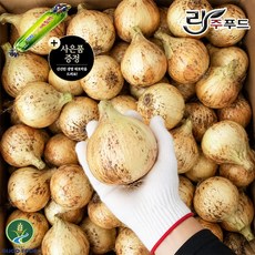 26년 국내산 창녕양파 아삭한 햇양파 단단한 무안양파 (사은품증정) 3kg 5kg 10kg, 1박스, 대3kg