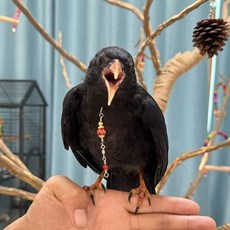 스테인레스 버드 스파이크 비둘기 베란다 창틀 퇴치, 1개, C. 어치홍부리 산까치 넥 칼라