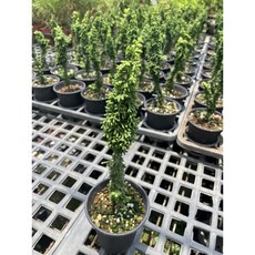 霏霏園藝 石化檜3年苗 30棵, 1個