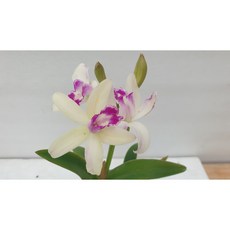 [신라난농원]카틀레야원종.Laelia rupestris.렐리아 루페스트리스(크리스파타).실생종.예쁜흰색의 진핑크색립프.좋은향.고급종.귀한품종.재입고.필독뒷사진참고, 1개