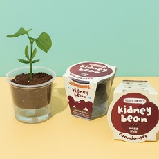강낭콩키우기 강낭콩 씨앗 키우기 세트, 1인 세트, 1개