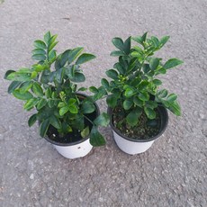 식물아놀자 향이좋은 오렌지 자스민2개 1세트, 2개