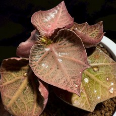 彩葉麒麟 世界樹系列 370 - 布楚禮