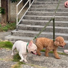 台灣製造 經典尼龍素色款 調整型雙頭牽引繩 寵物雙頭牽引帶 兩用狗繩 可調整長度 堅固耐用, 1個