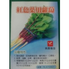 野菜部屋 I29 紅骨葉蘿蔔種子 中包裝 莖為紫紅色 口感佳, 1包