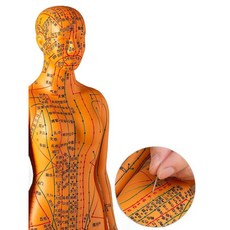 침자리 혈자리 모형 한의학 인체 실습 교육용 전신 침술 브라운/하드형/손가변/52cm, D.화이트/여성/하드형/손가변/52cm