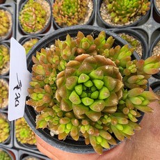 [우물정] 만홍 바위솔 노지월동 9cm 포트 분채 선별발송 식용와송