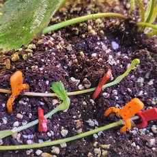 굿프렌즈 수박 딸기 호박 식물 덩쿨 고정핀 식물줄기 지지대 대형 소형, 100개