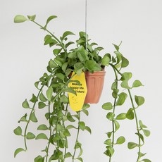 디시디아 미니 먼지먹는 공기정화 행잉 식물, 03 도트 라벨, 1개