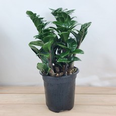 보석금전수소품 27cm 포트12cm 돈들어오는금전수 곰플라워, 1개, 그린