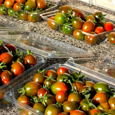 [슈퍼푸드] 흑 방울토마토 초고당도 흑대추방울토마토 산지직송 아침식사대용, 1개, 2kg