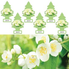 리틀트리 차량용 자동차 종이 실내 방향제, 자스민, 6개