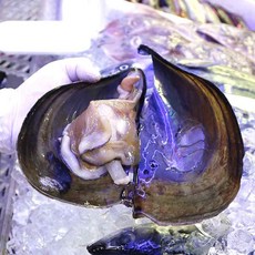 후레쉬 국내산 자연산 생물 키조개 관자 슬라이스 2미, 1개