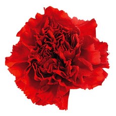 花大伯 日本大地農園 02380 康乃馨 單朵拆售 獨立包裝 滿8朵享湊盒優惠 永生玫瑰 不凋玫瑰 主花, 300紅