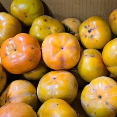 당도선별 단감 아삭달콤한 못난이 실속형, 1개, 10kg (크기 랜덤혼합)