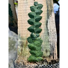 霏霏園藝 銀脈崖角藤 趴趴熊盆栽 居家綠意裝飾, 1個