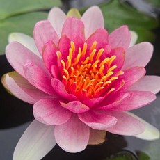 하얀분홍 온대수련 수련키우기 수련뿌리모종 수생식물 수초 연못조경용 월동가능, 1개